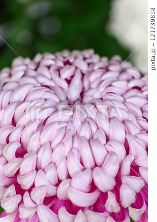 菊花　秋の風物詩「菊人形・菊まつり」菊池市ふるさと創生市民広場 121739818