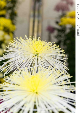 菊花 秋の風物詩「菊人形・菊まつり」菊池市ふるさと創生市民広場 菊花 秋の風物詩「菊人形・菊まつり」菊池市ふるさと創生市民広場 121739824