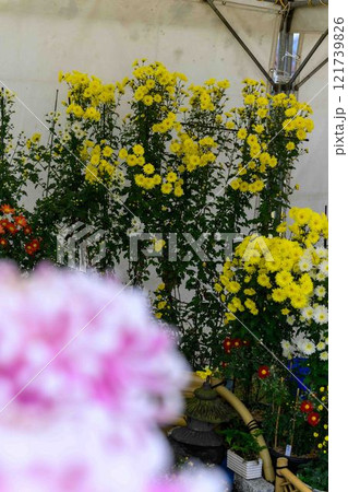 菊花　秋の風物詩「菊人形・菊まつり」菊池市ふるさと創生市民広場 121739826