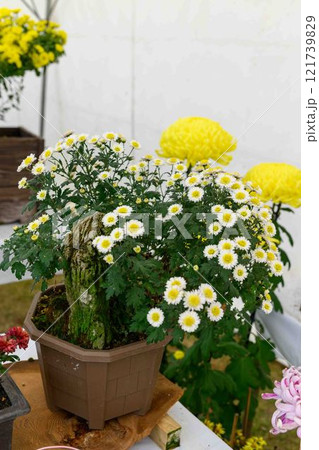 菊花 秋の風物詩「菊人形・菊まつり」菊池市ふるさと創生市民広場 菊花 秋の風物詩「菊人形・菊まつり」菊池市ふるさと創生市民広場 121739829