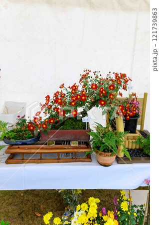 菊花 秋の風物詩「菊人形・菊まつり」菊池市ふるさと創生市民広場 菊花 秋の風物詩「菊人形・菊まつり」菊池市ふるさと創生市民広場 121739863