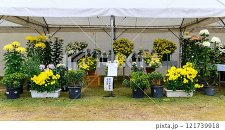 菊花　秋の風物詩「菊人形・菊まつり」菊池市ふるさと創生市民広場 121739918