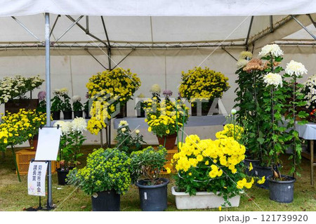 菊花　秋の風物詩「菊人形・菊まつり」菊池市ふるさと創生市民広場 121739920