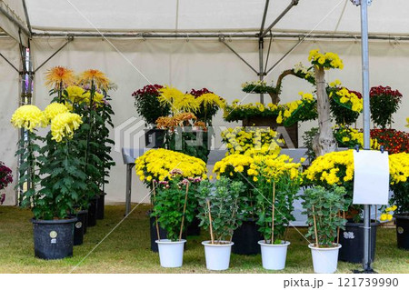 菊花　秋の風物詩「菊人形・菊まつり」菊池市ふるさと創生市民広場 121739990
