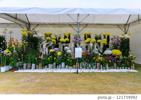 菊花 秋の風物詩「菊人形・菊まつり」菊池市ふるさと創生市民広場 菊花 秋の風物詩「菊人形・菊まつり」菊池市ふるさと創生市民広場 121739992