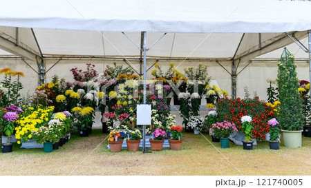 菊花 秋の風物詩「菊人形・菊まつり」菊池市ふるさと創生市民広場 菊花 秋の風物詩「菊人形・菊まつり」菊池市ふるさと創生市民広場 121740005