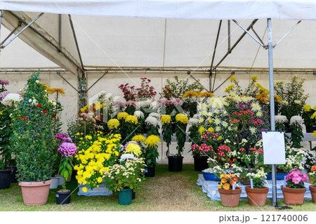 菊花 秋の風物詩「菊人形・菊まつり」菊池市ふるさと創生市民広場 菊花 秋の風物詩「菊人形・菊まつり」菊池市ふるさと創生市民広場 121740006