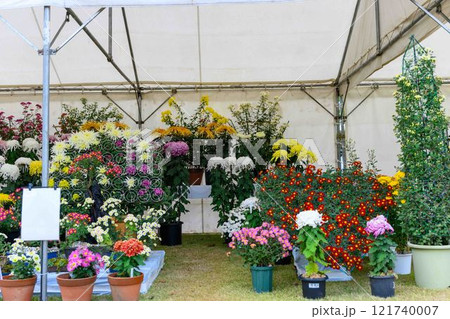 菊花　秋の風物詩「菊人形・菊まつり」菊池市ふるさと創生市民広場 121740007