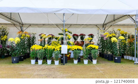 菊花　秋の風物詩「菊人形・菊まつり」菊池市ふるさと創生市民広場 121740008