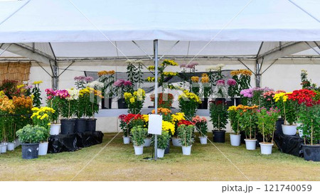 菊花　秋の風物詩「菊人形・菊まつり」菊池市ふるさと創生市民広場 121740059