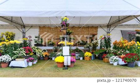 菊花 秋の風物詩「菊人形・菊まつり」菊池市ふるさと創生市民広場 菊花 秋の風物詩「菊人形・菊まつり」菊池市ふるさと創生市民広場 121740070