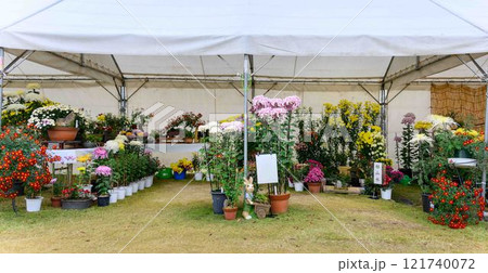 菊花 秋の風物詩「菊人形・菊まつり」菊池市ふるさと創生市民広場 菊花 秋の風物詩「菊人形・菊まつり」菊池市ふるさと創生市民広場 121740072
