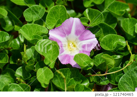 ハマヒルガオの花 121740465