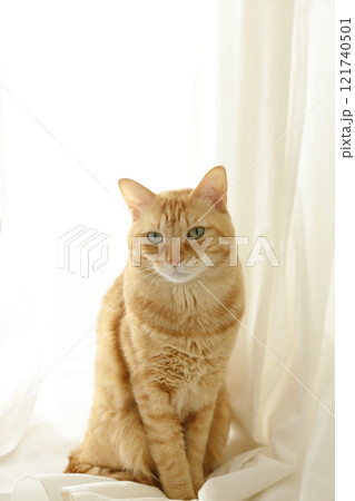 猫ちゃん親子の日常風景 猫ちゃん親子の日常風景 121740501