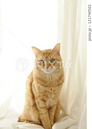 猫ちゃん親子の日常風景 猫ちゃん親子の日常風景 121740502