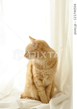猫ちゃん親子の日常風景 121740504