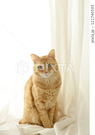 猫ちゃん親子の日常風景 猫ちゃん親子の日常風景 121740505