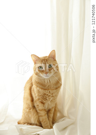 猫ちゃん親子の日常風景 猫ちゃん親子の日常風景 121740506