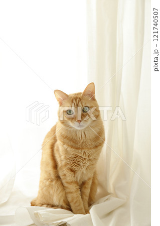 猫ちゃん親子の日常風景 121740507