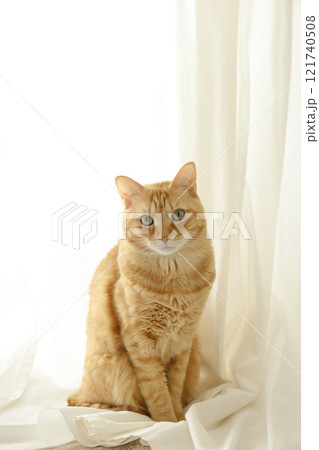 猫ちゃん親子の日常風景 121740508