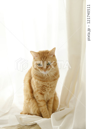 猫ちゃん親子の日常風景 121740511