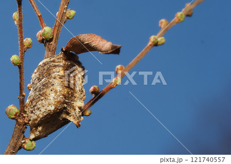 ユキヤナギの木に産み付けたハラビロカマキリの卵 121740557