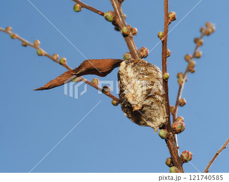 ユキヤナギの木に産み付けたハラビロカマキリの卵 121740585