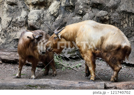 顔を近づけ合うターキンの夫婦 顔を近づけ合うターキンの夫婦 121740702