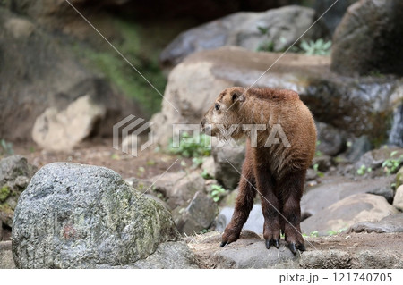 振り返るターキンの子供 121740705