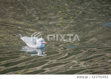 大阪城の堀に浮かぶユリカモメ 121741052