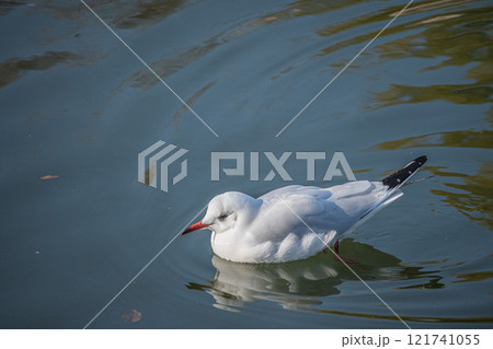 大阪城の堀に浮かぶユリカモメ 大阪城の堀に浮かぶユリカモメ 121741055