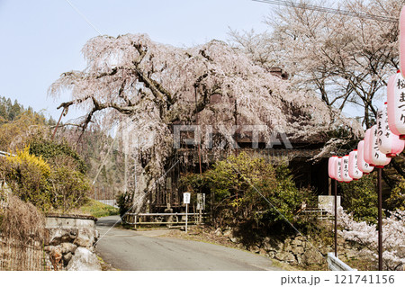 西光寺の枝垂桜 121741156