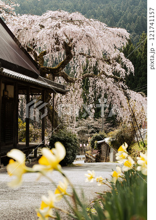 西光寺の枝垂桜 121741157