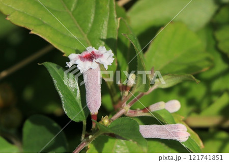 ヘクソカズラの花 121741851