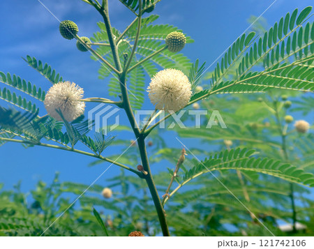 青空とギンネムの花(沖縄・宮古島) 青空とギンネムの花(沖縄・宮古島) 121742106