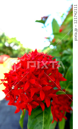 満開のサンタンカ(沖縄・宮古島) 満開のサンタンカ(沖縄・宮古島) 121742111