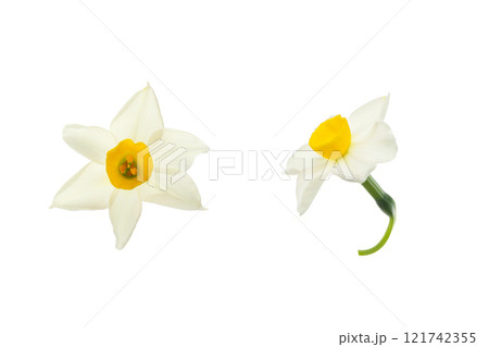 水仙の花、白バック 水仙の花、白バック 121742355