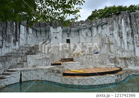 シロクマ 121742366