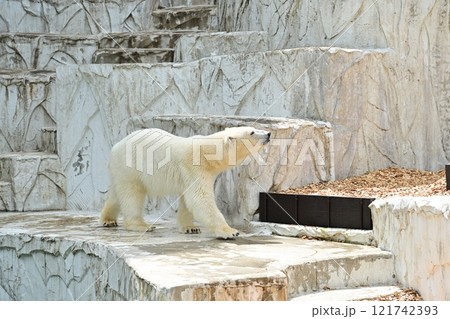 シロクマ シロクマ 121742393