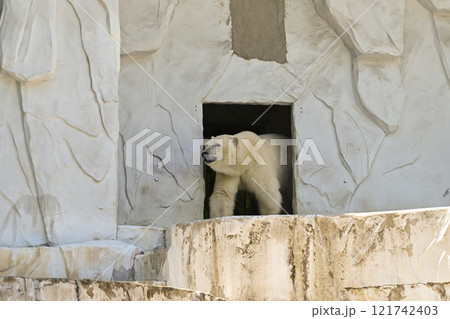 シロクマ シロクマ 121742403