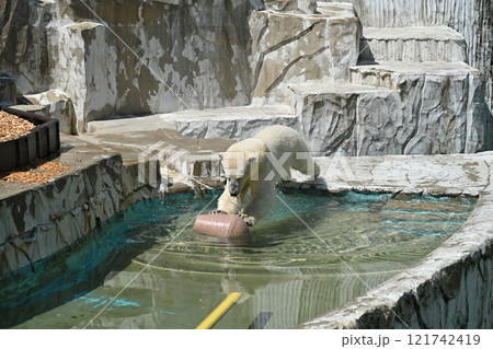 シロクマ シロクマ 121742419