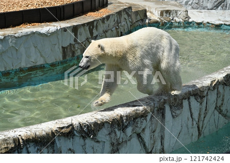 シロクマ 121742424