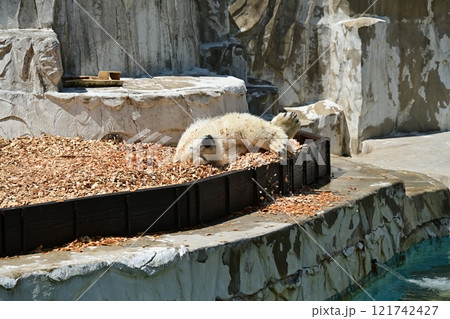 シロクマ シロクマ 121742427