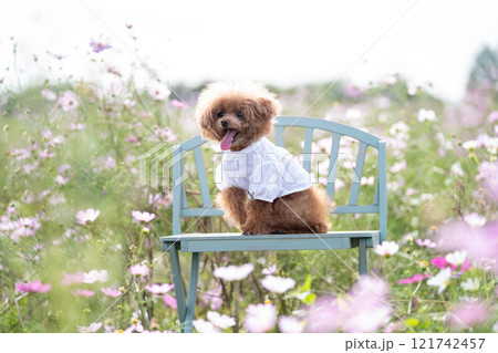 コスモス畑とトイプードル 121742457