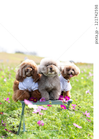コスモス畑と3匹のトイプードル 121742598