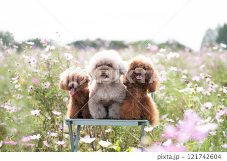 コスモス畑と3匹のトイプードル 121742604
