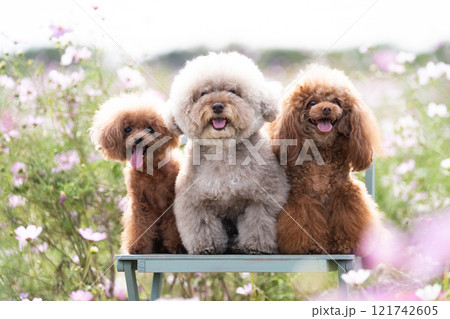 コスモス畑と3匹のトイプードル 121742605