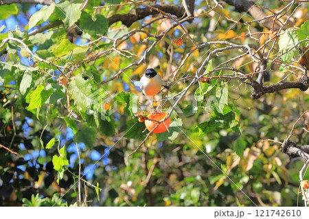 柿の実を食べrるオナガ 121742610