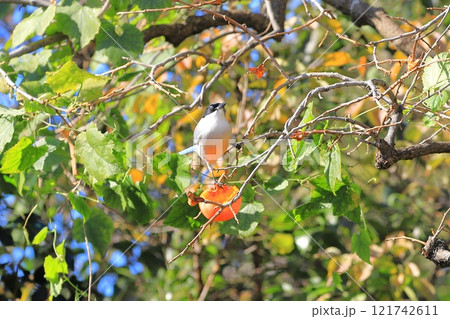 柿の実を食べrるオナガ 柿の実を食べrるオナガ 121742611