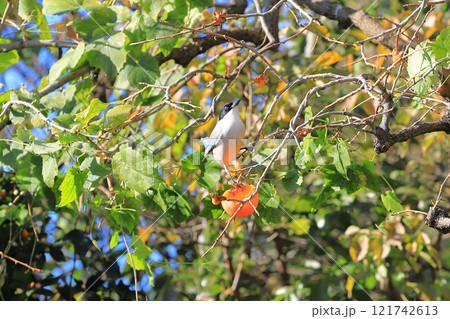 柿の実を食べrるオナガ 121742613